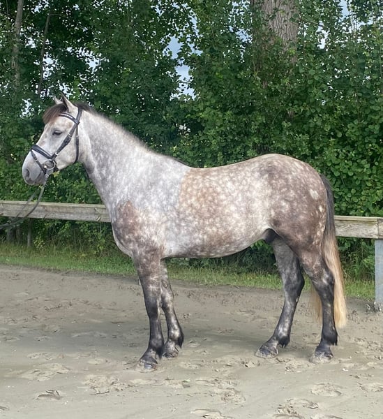 Ungarisches Sportpferd, Wallach in Süderlügum
