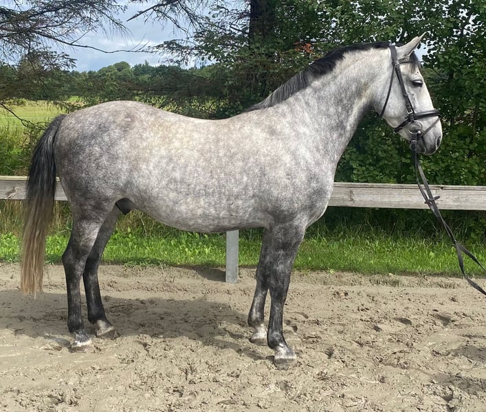 Ungarisches Sportpferd, Wallach in Süderlügum
