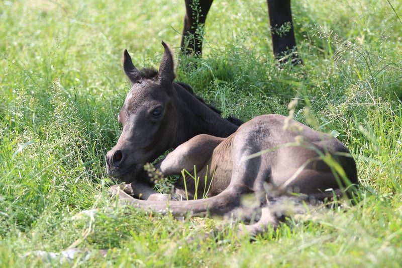 Vollblutaraber, Hengst in Pastetten
