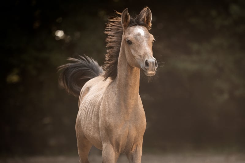 Vollblutaraber, Hengst in Reichshof
