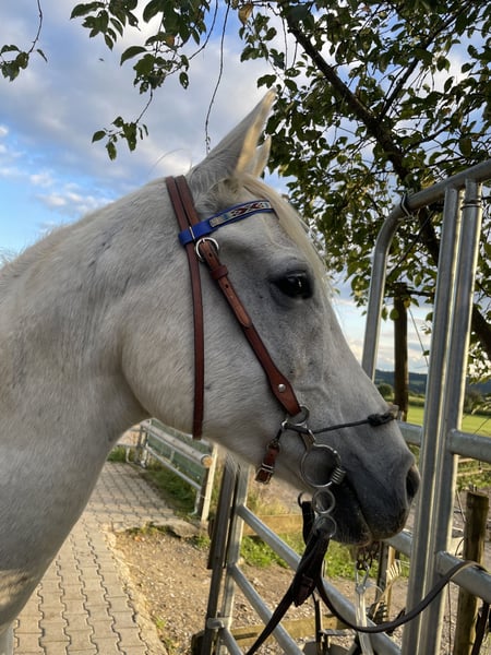 Vollblutaraber, Wallach in Dunningen