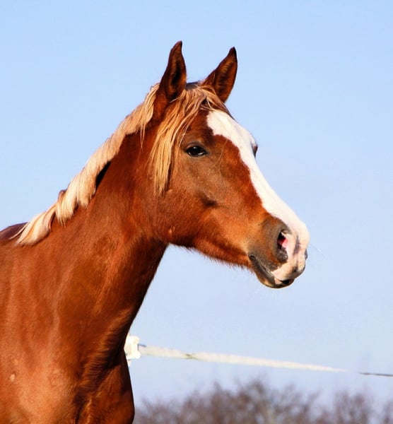 Vollblutaraber, Wallach in Kehl