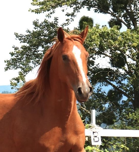 Vollblutaraber, Wallach in Mörsdorf