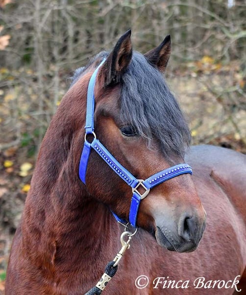 Warlander, Wallach in Wiebelsheim