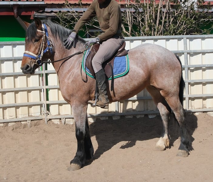 Weitere Kaltblüter, Stute in Buttstädt
