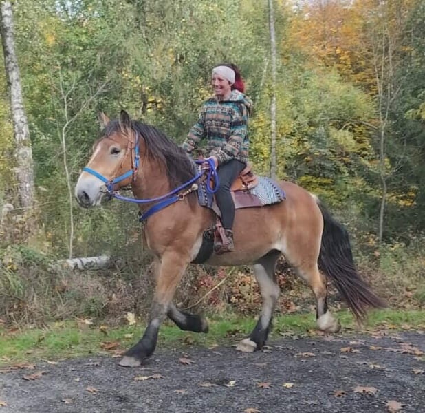Weitere Kaltblüter, Wallach in Linkenbach