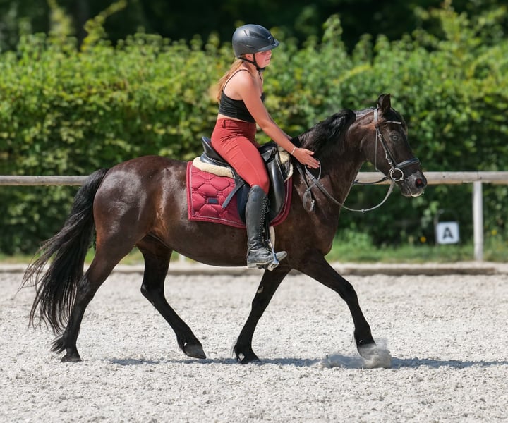Weitere Ponys/Kleinpferde, Stute in Neustadt (Wied)