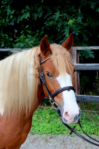 Weitere Ponys/Kleinpferde, Stute in Meppen