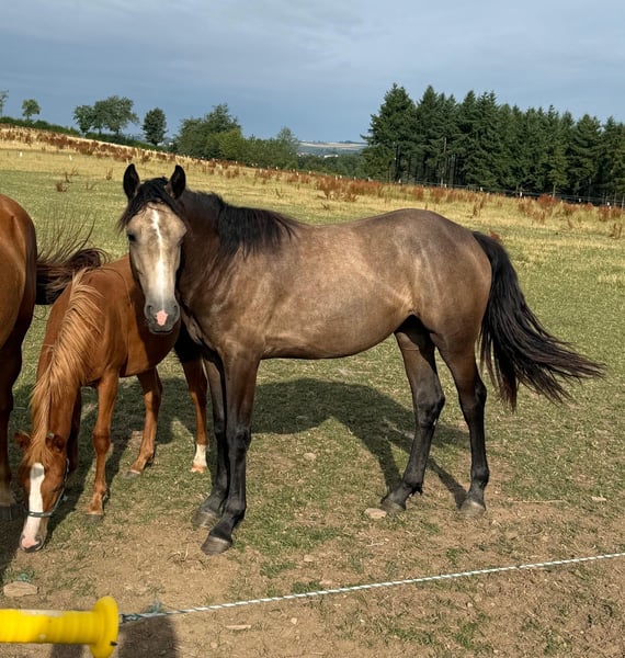 Weitere Ponys/Kleinpferde, Stute in Daleiden