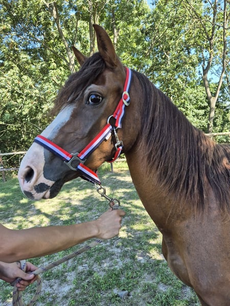 Weitere Ponys/Kleinpferde, Stute in Vienenburg