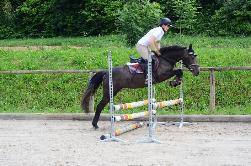 Weitere Ponys/Kleinpferde, Stute in Wellheim