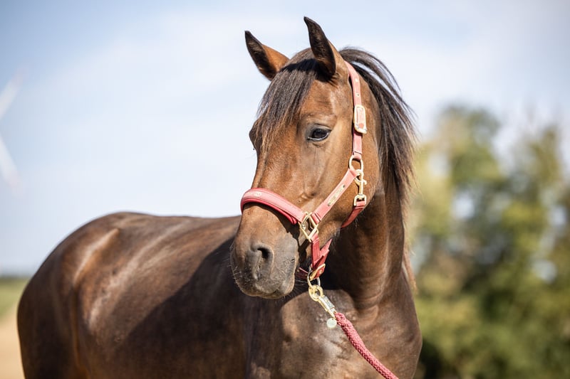 Weitere Ponys/Kleinpferde, Stute in Bad Camberg