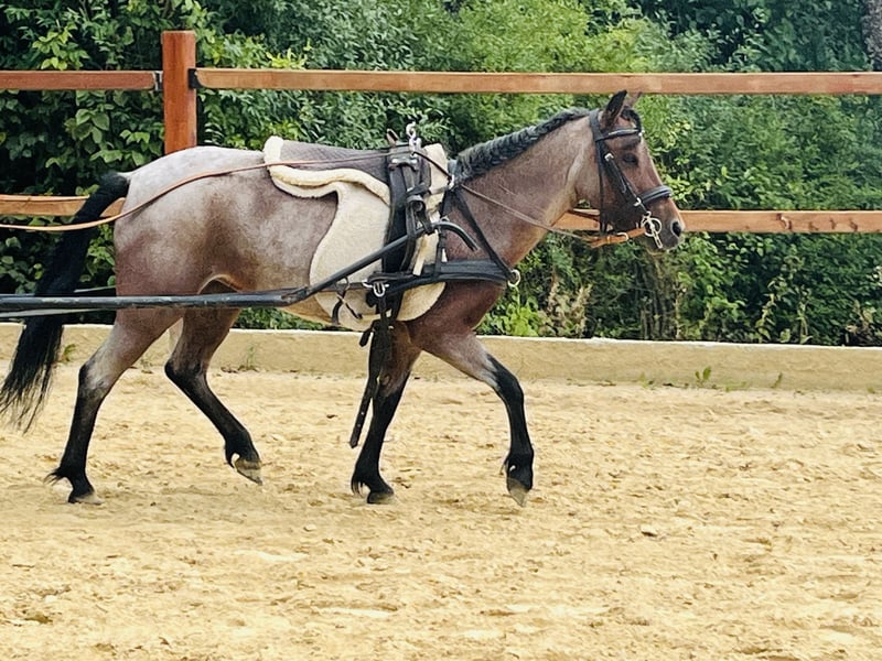 Weitere Ponys/Kleinpferde, Stute in Ursensollen