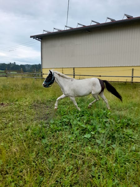 Weitere Ponys/Kleinpferde, Stute in Bad Saulgau