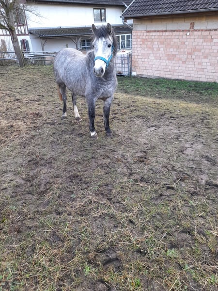 Weitere Ponys/Kleinpferde, Stute in Bad Saulgau
