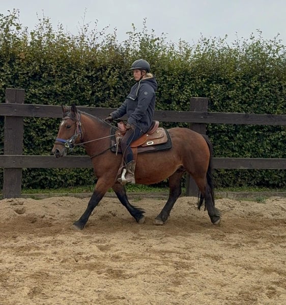 Weitere Ponys/Kleinpferde, Stute in Daleiden