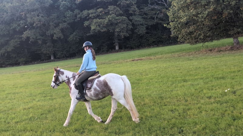 Weitere Ponys/Kleinpferde, Stute in Morsbach