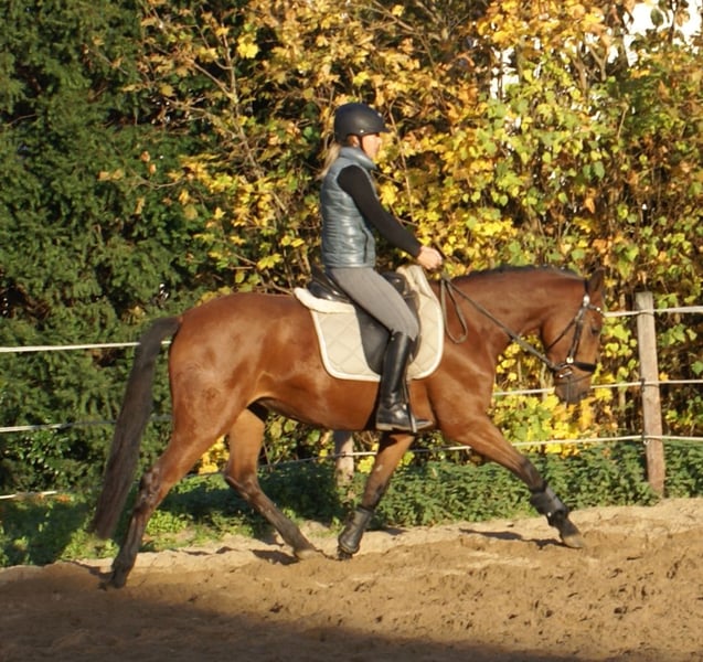 Weitere Ponys/Kleinpferde, Stute in Velpke