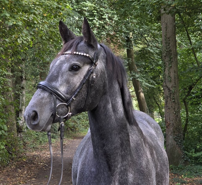 Weitere Ponys/Kleinpferde, Stute in Wachtendonk