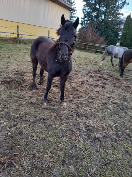 Weitere Ponys/Kleinpferde, Stute in Bad Saulgau