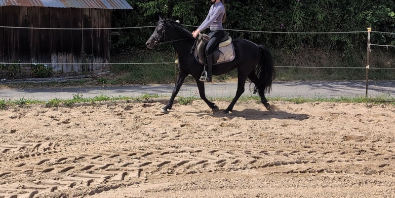 Weitere Ponys/Kleinpferde, Stute in Morsbach