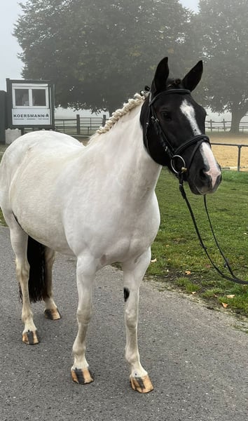 Weitere Ponys/Kleinpferde, Stute in Bad Bentheim