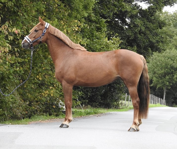 Weitere Ponys/Kleinpferde, Stute in Verl