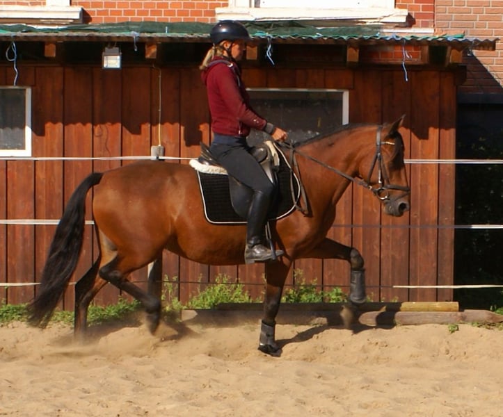 Weitere Ponys/Kleinpferde, Stute in Velpke