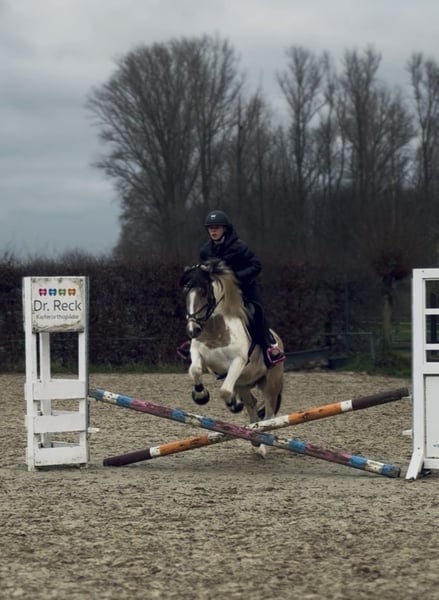 Weitere Ponys/Kleinpferde, Stute in Neuss