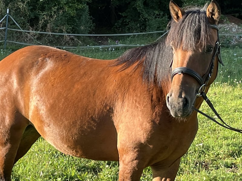 Weitere Ponys/Kleinpferde, Stute in Ursensollen
