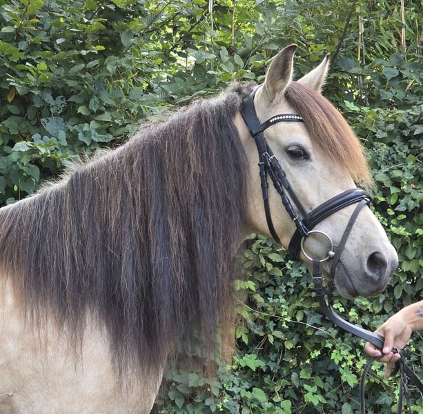 Weitere Ponys/Kleinpferde, Stute in Wachtendonk