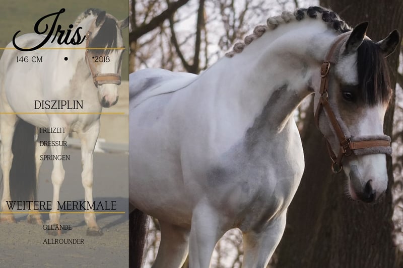 Weitere Ponys/Kleinpferde, Stute in Nettersheim