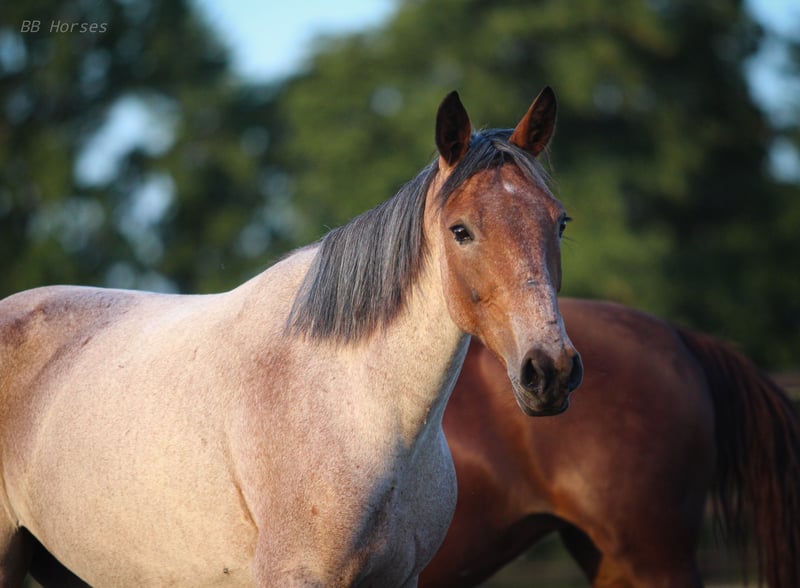 Weitere Ponys/Kleinpferde, Stute in Pastetten