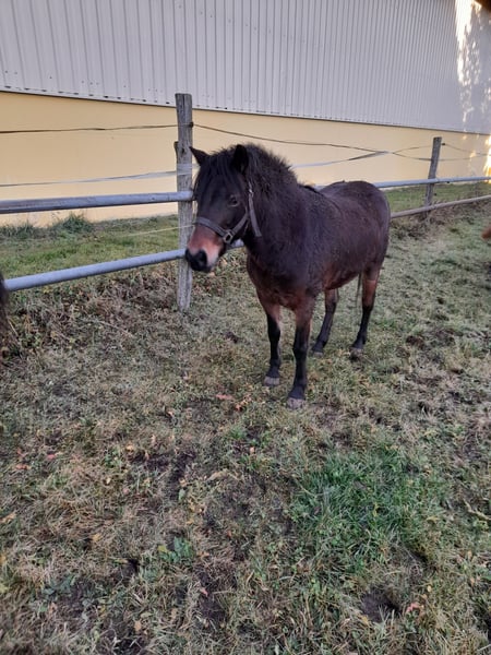 Weitere Ponys/Kleinpferde, Stute in Bad Saulgau