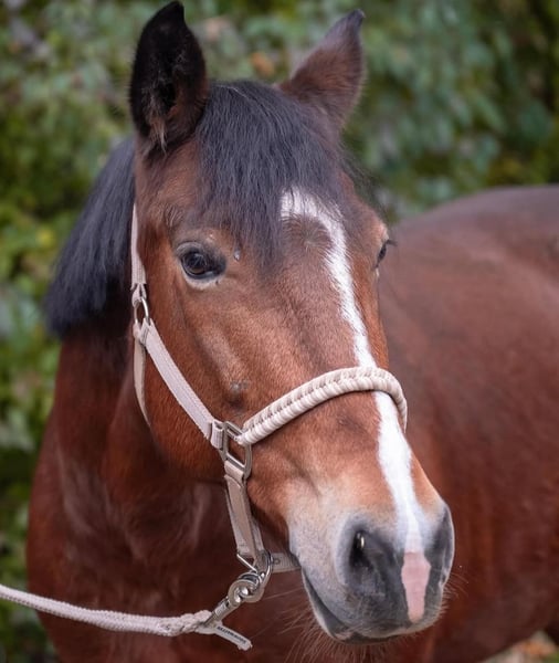 Weitere Ponys/Kleinpferde, Stute in Dortmund