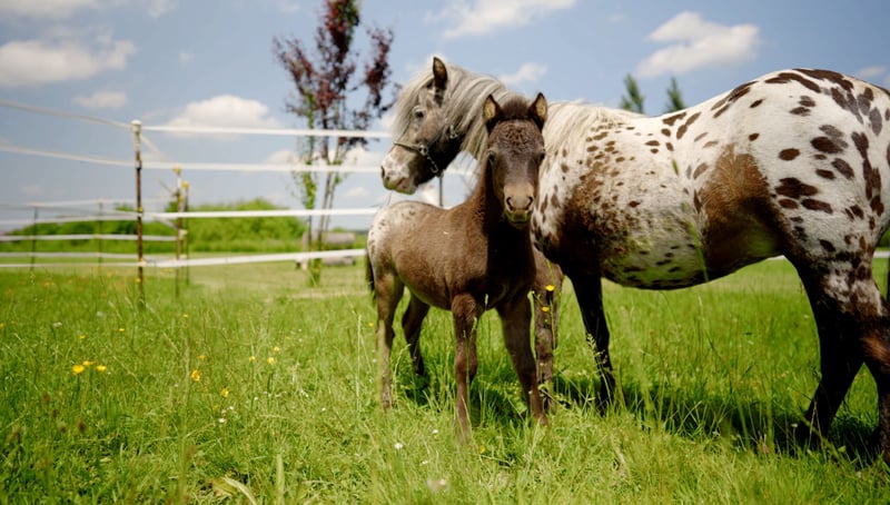 Weitere Ponys/Kleinpferde, Stute in Aitrang