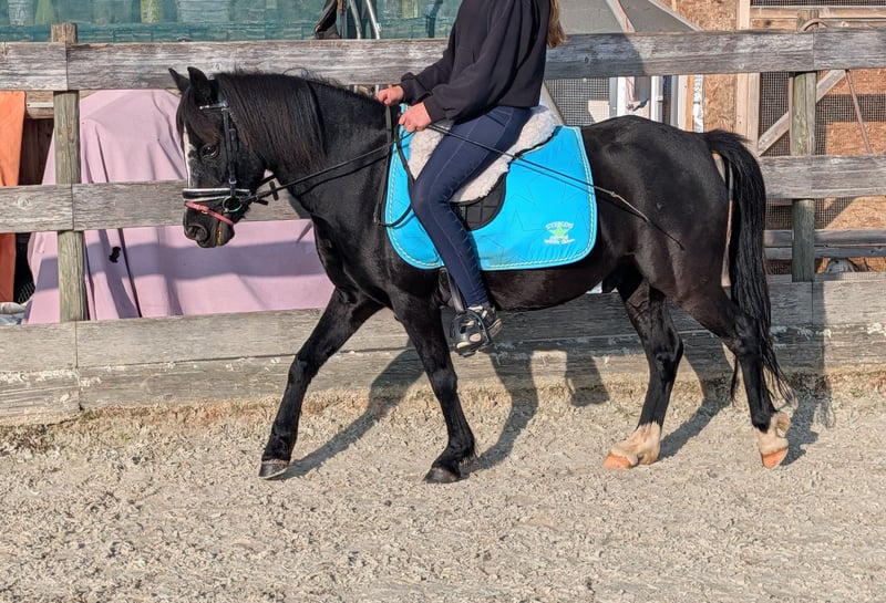 Weitere Ponys/Kleinpferde, Wallach in Kressbronn am Bodensee