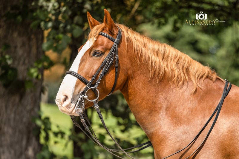 Weitere Ponys/Kleinpferde, Wallach in Bad Feilnbach