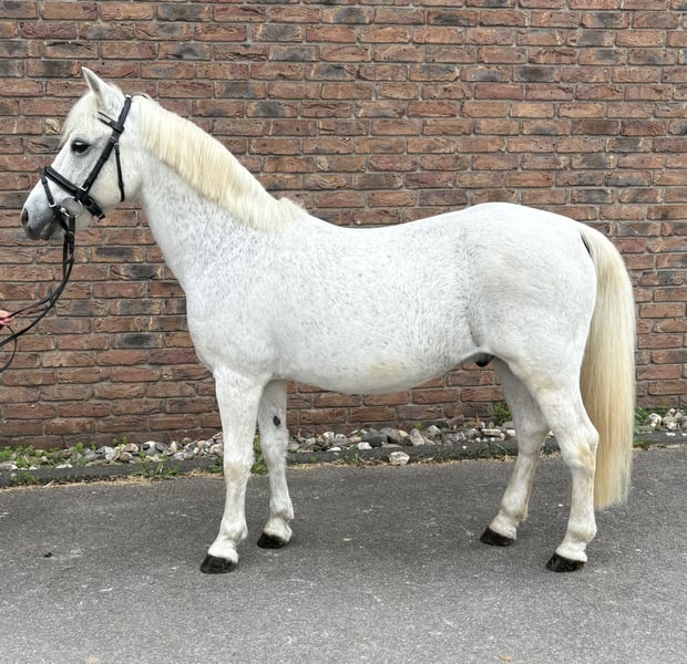 Weitere Ponys/Kleinpferde, Wallach in Niederkassel