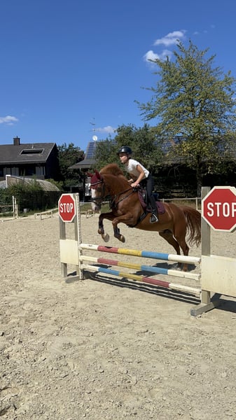 Weitere Ponys/Kleinpferde, Wallach in Walldorf