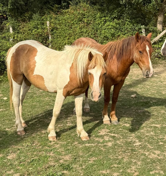 Weitere Ponys/Kleinpferde, Wallach in Daleiden