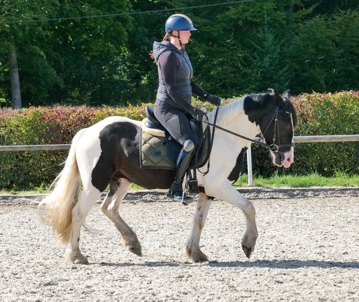 Weitere Ponys/Kleinpferde, Wallach in Neustadt (Wied)