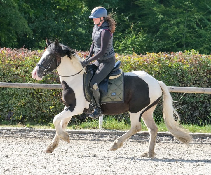 Weitere Ponys/Kleinpferde, Wallach in Neustadt (Wied)