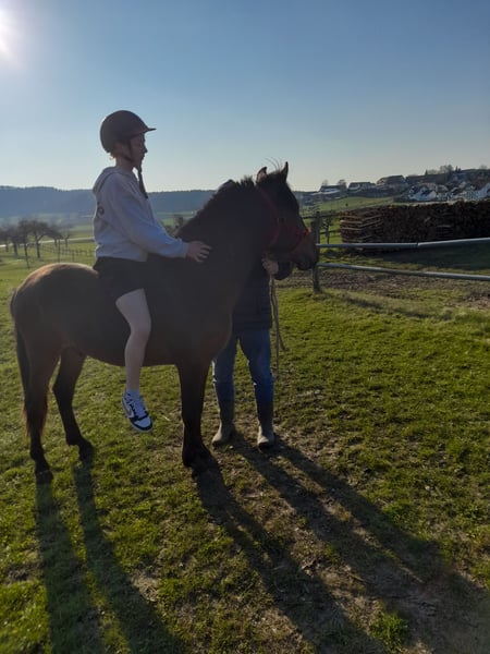 Weitere Ponys/Kleinpferde, Wallach in Bad Saulgau