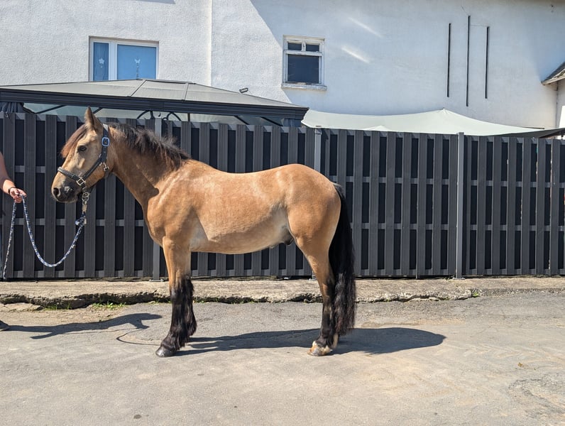 Weitere Ponys/Kleinpferde, Wallach in Morsbach