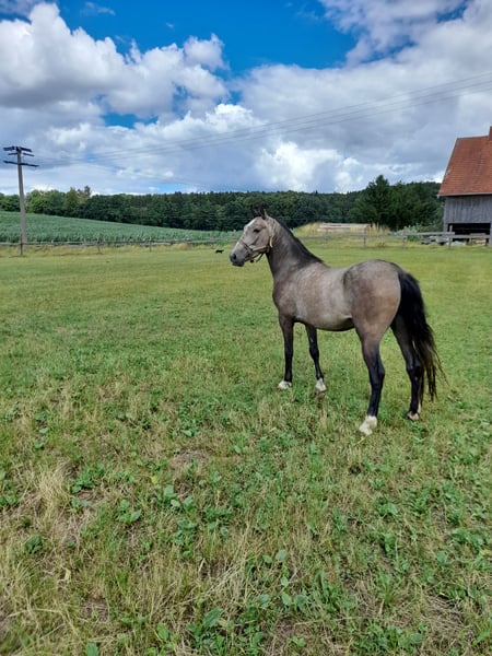 Weitere Ponys/Kleinpferde, Wallach in Bad Saulgau