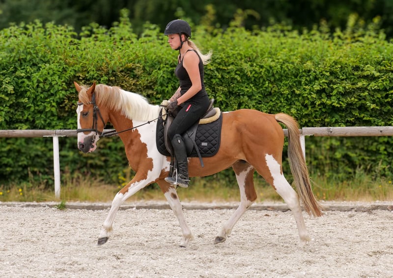 Weitere Ponys/Kleinpferde, Wallach in Neustadt (Wied)