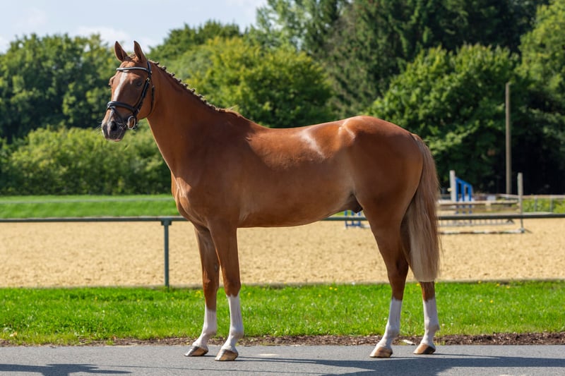 Weitere Ponys/Kleinpferde, Wallach in Bad Bentheim