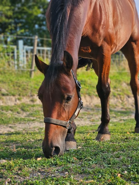 Weitere Ponys/Kleinpferde, Wallach in Niederzier