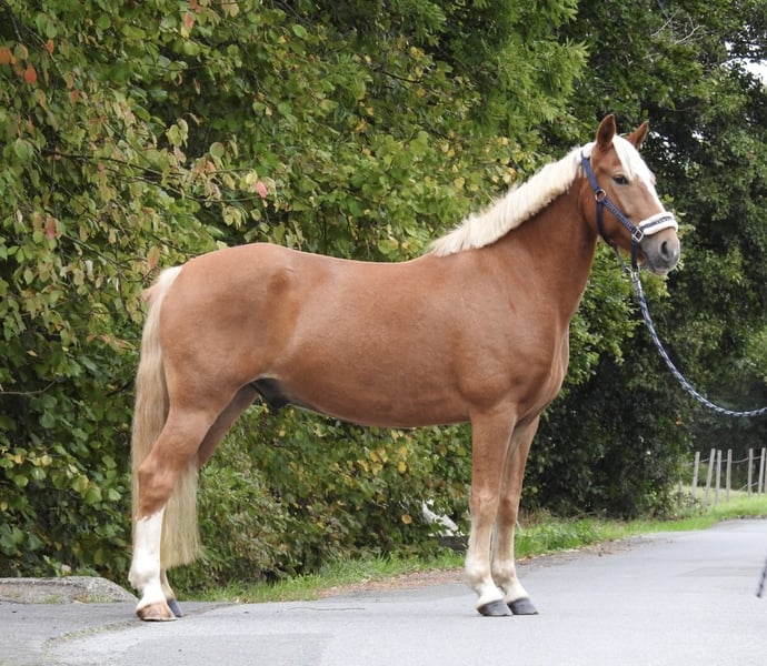 Weitere Ponys/Kleinpferde, Wallach in Verl